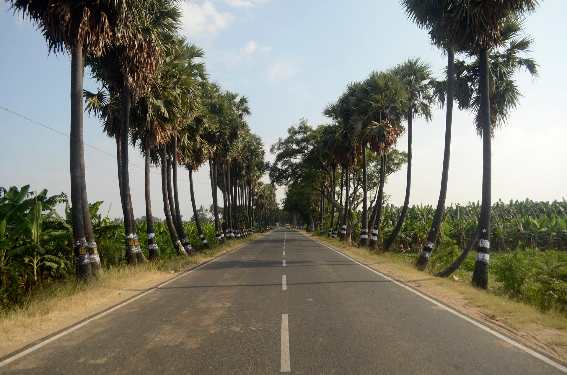 A road near Tiruchengode lined with palmyra palms